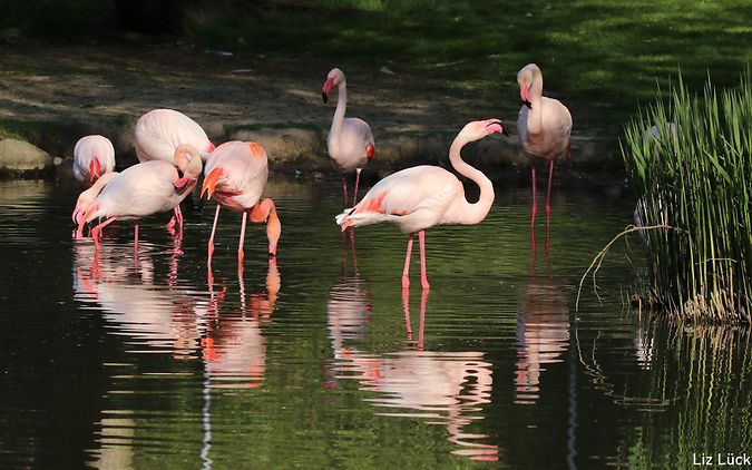 Aachener_Tierpark_Flamingos_Liz_lück