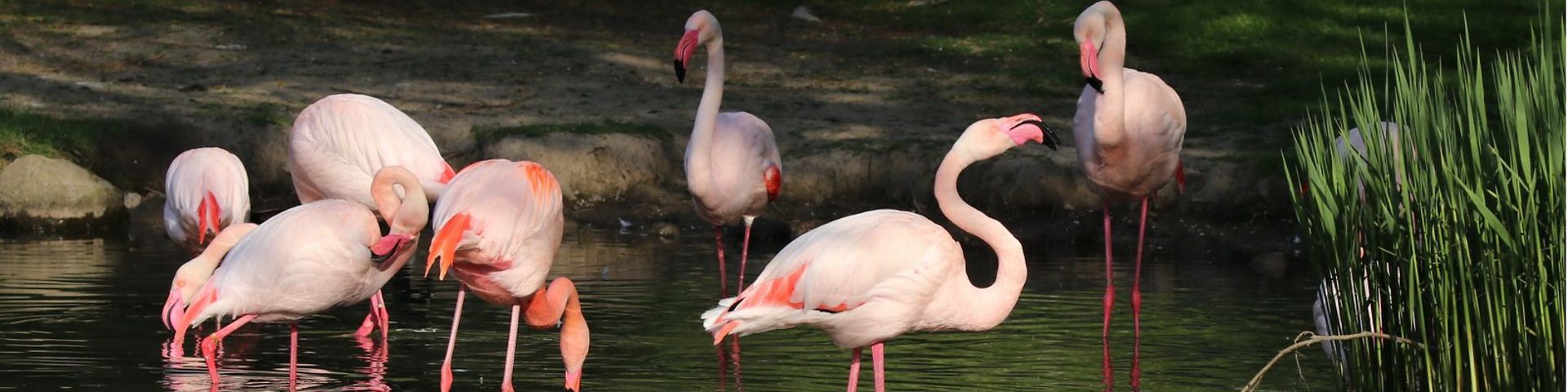 Aachener_Tierpark_Flamingos_Liz_lück