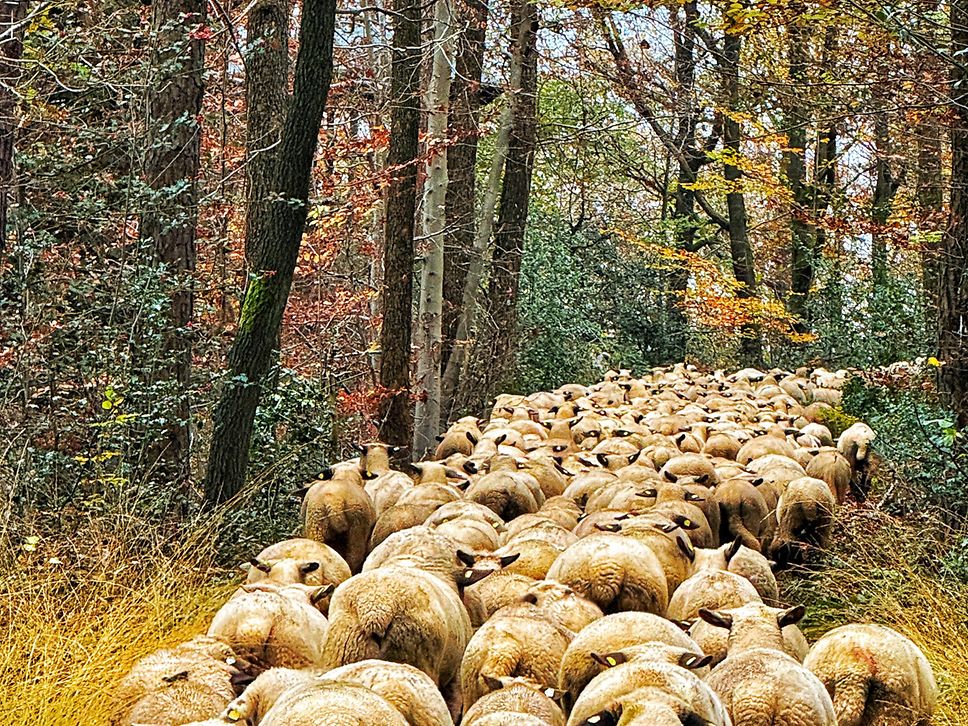 Eine Schafherde, die gerade den Dörferweg passiert