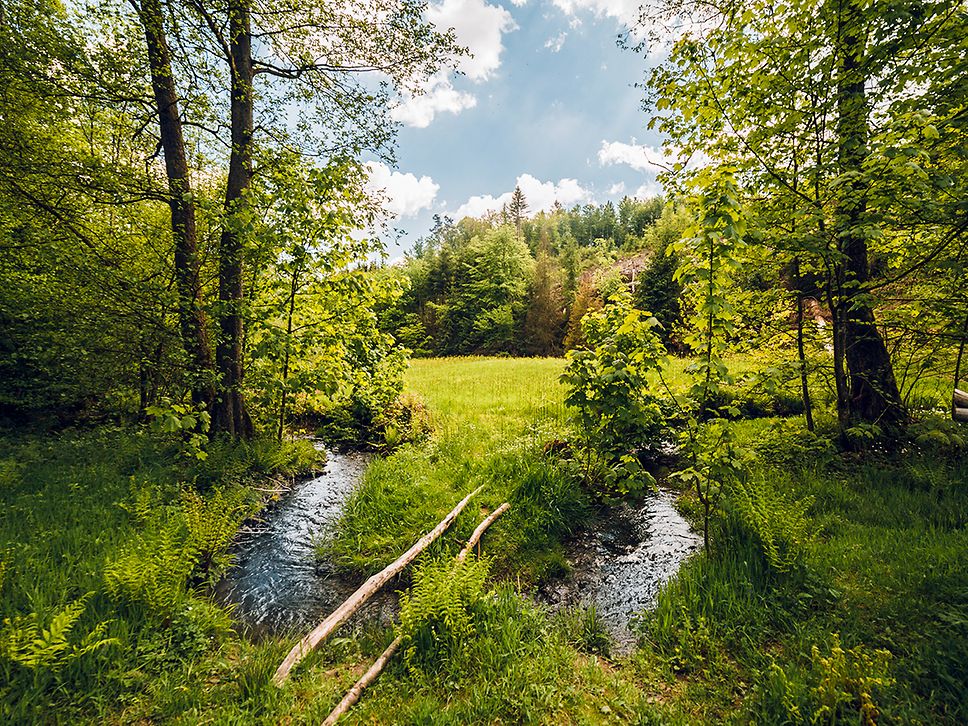 Wildwiesenweg bei Eitorf_2