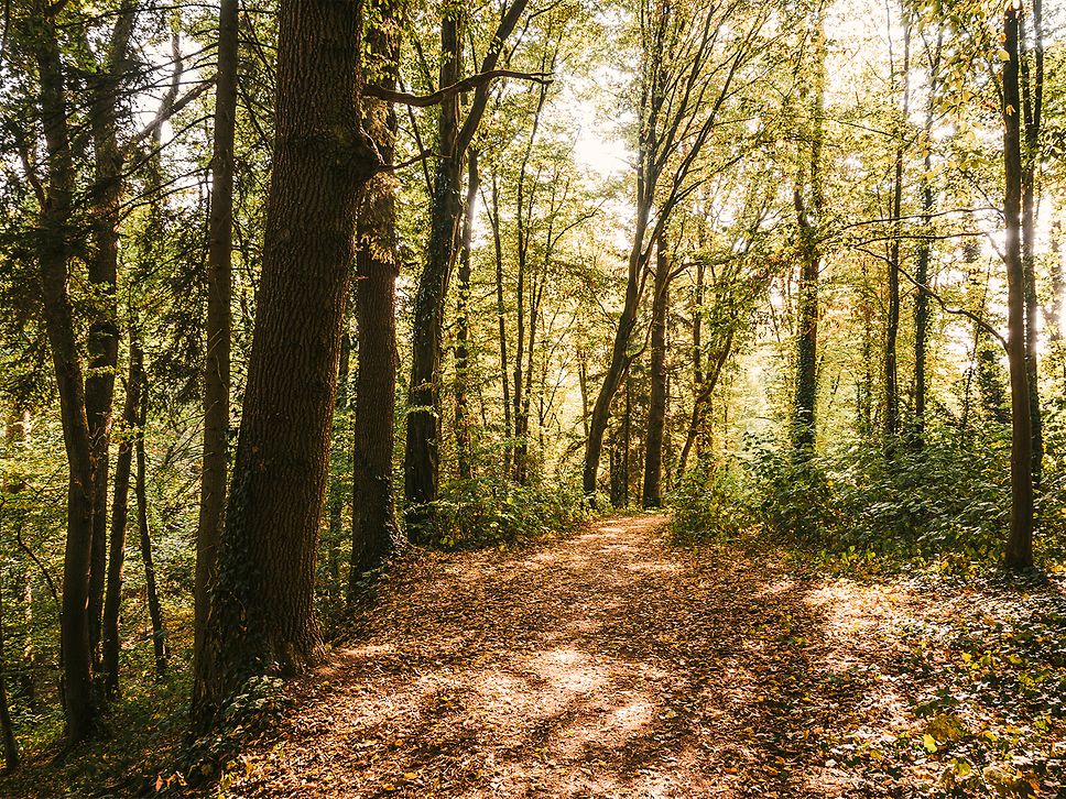 Wissen-Auenlandweg-0004